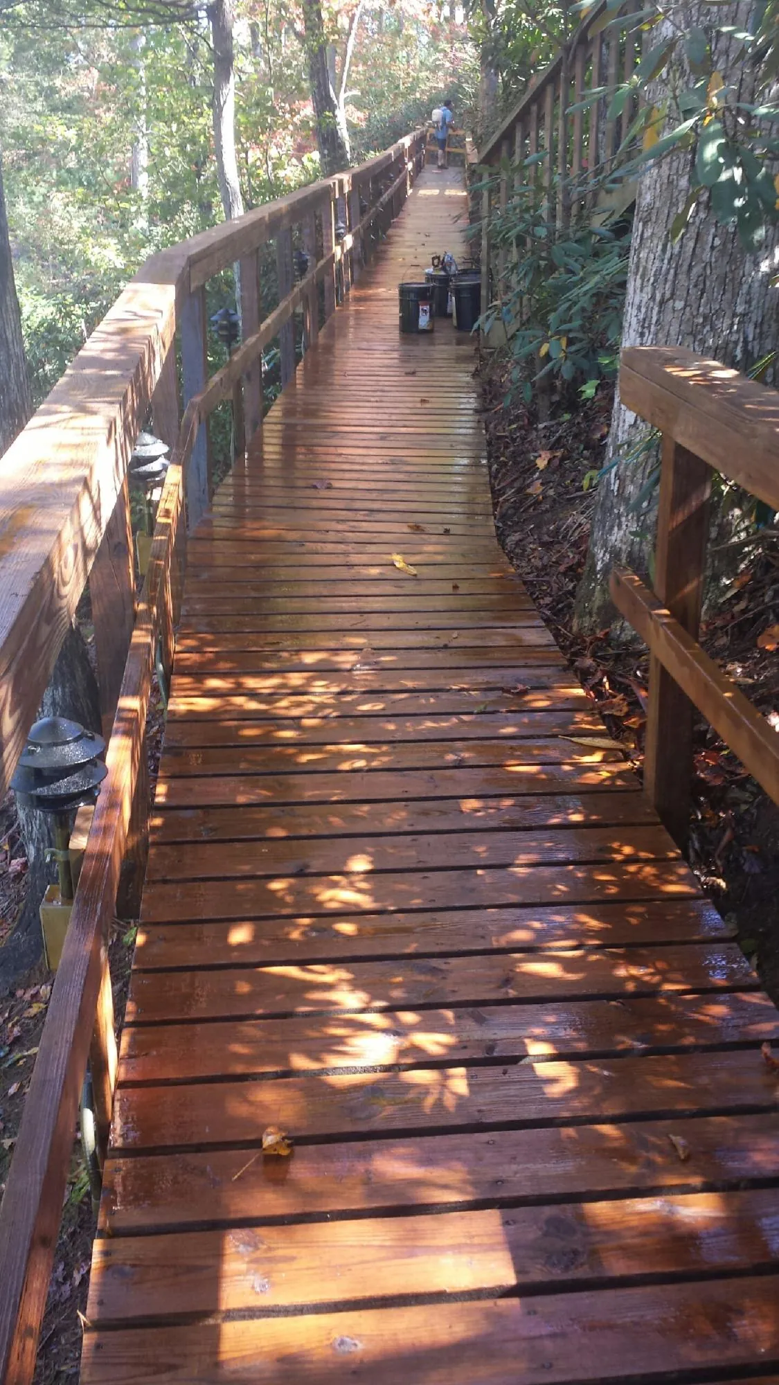 Freshly stained wood walkway winding through the woods in Coupeville